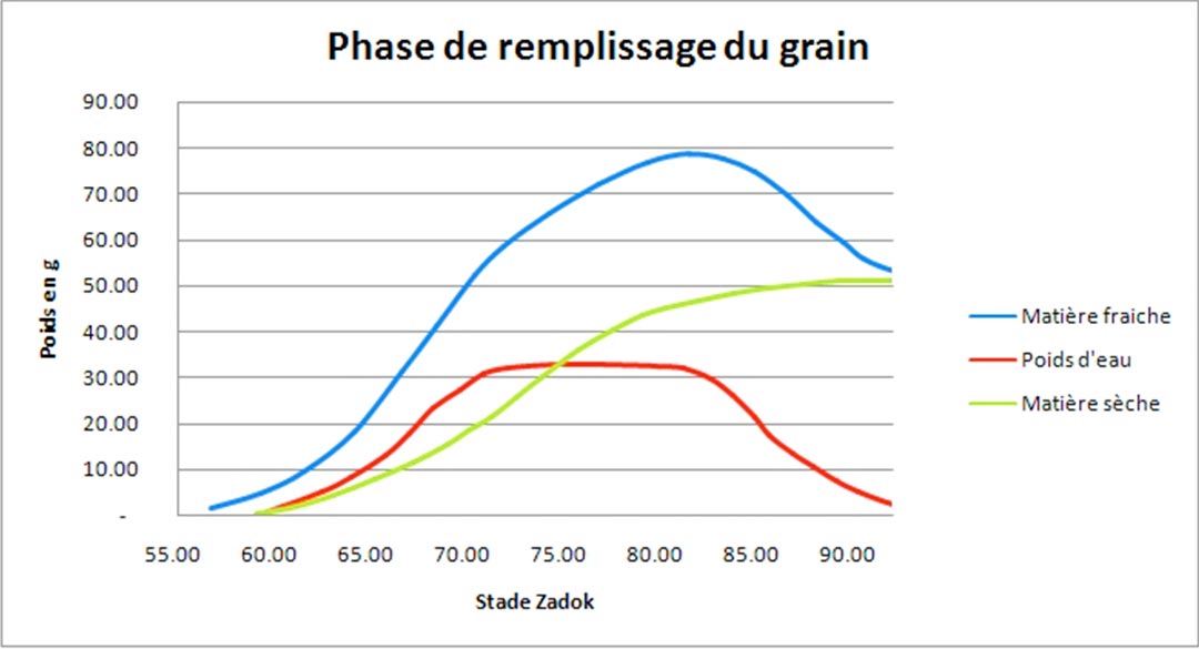 satfarming canicule et poid du blé