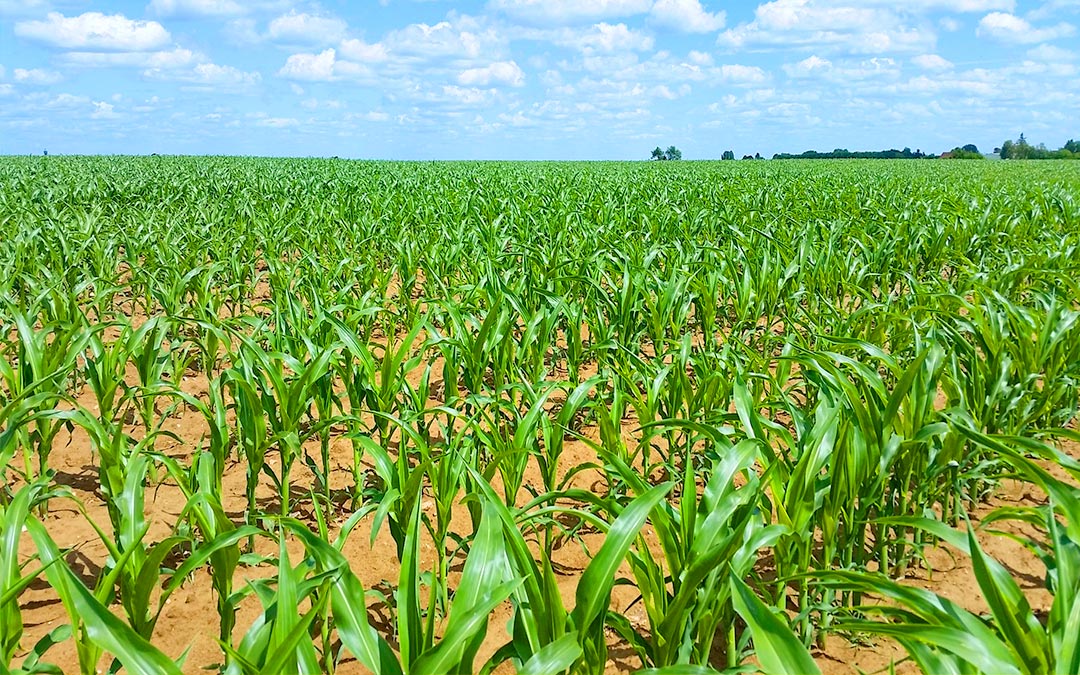 satfarming parcelle de mais sentinel modèle culture