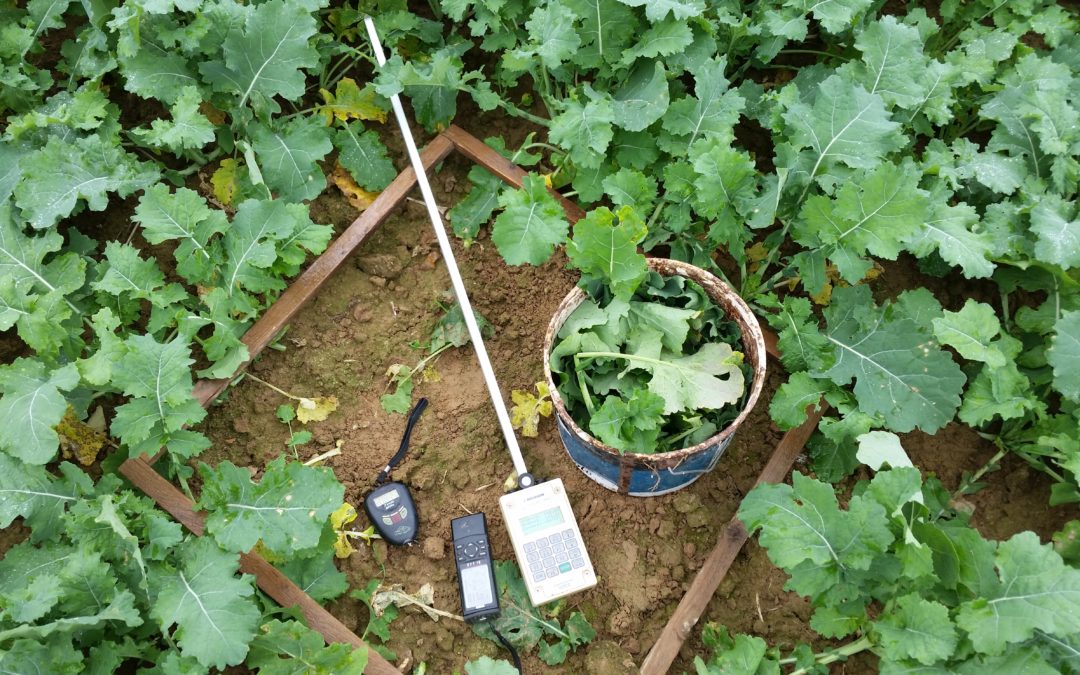 Rapeseed fresh aerial biomass estimation