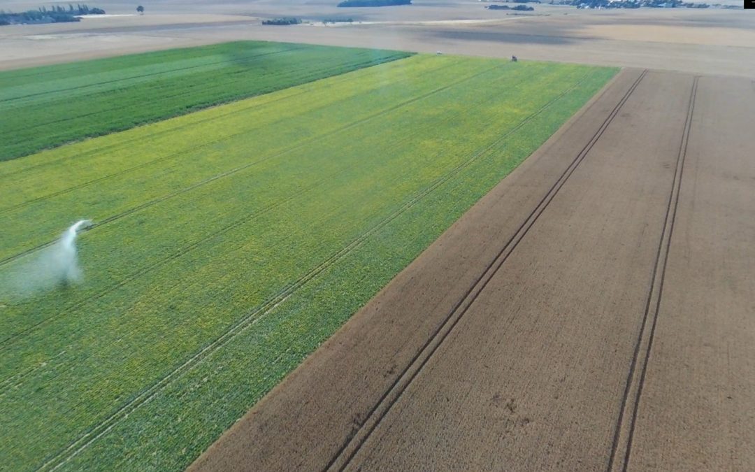 ETAT DES PARCELLES DE BETTERAVES EN EURE ET LOIR AU 12 AOUT 2020