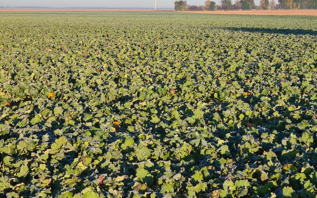 OILSEEDRAPE BIOMASS AT THE BEGINING OF WINTER