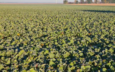 OILSEEDRAPE BIOMASS AT THE BEGINING OF WINTER