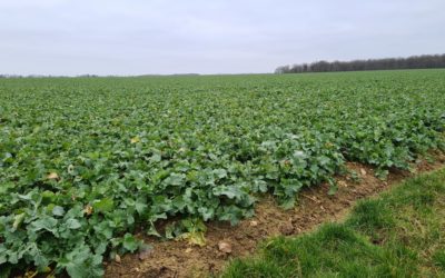 Biomasse des colzas en Eure et Loir au mois de décembre 2024